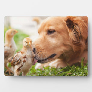 Plaque Photo Chien et poussin