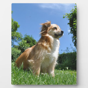 Plaque Photo Chien mignon dans l'herbe