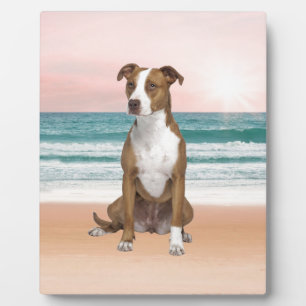 Plaque Photo Chien Pitbull mignon assis sur la plage avec couch