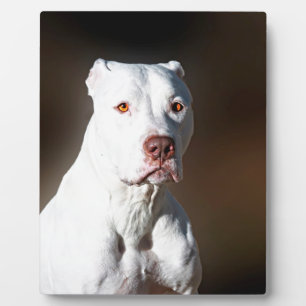 Plaque Photo Chien Secouru blanc américain Pitbull Terrier