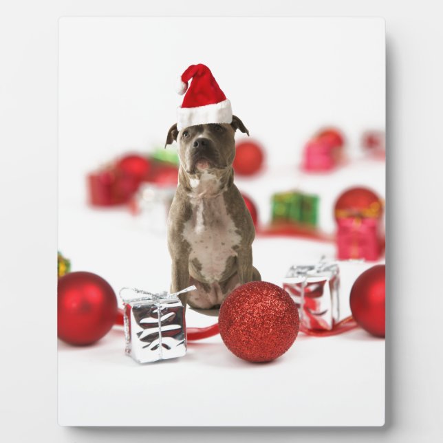 Plaque Photo Chien taureau avec boîte cadeau et ornements de No (Devant)