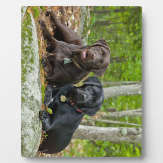 Plaque Photo Chiens Chiens Marionnettes Black Lab Chocolat Labr