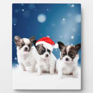 Plaque Photo Chihuahua Chiuppies mignonnes avec Noël du Père No