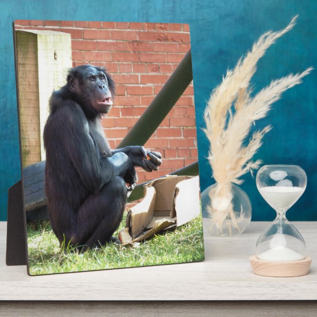 PLAQUE PHOTO CHIMPANZÉS (Côté)