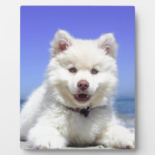Plaque Photo Chiot blanc Husky avec yeux bleus