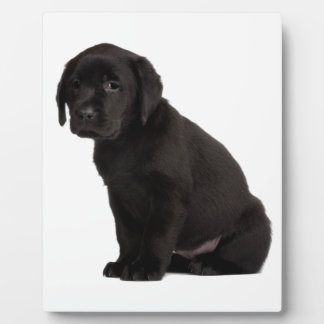 Plaque Photo Chiot noir Labrador