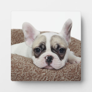 Plaque Photo Chiots Bouledogue Français couché dans un lit pour