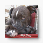 Chiots Pitbull pour bébé modifiables