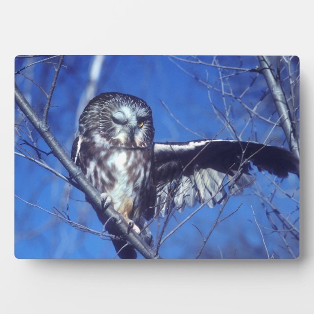 Plaque Photo Chouette à enclos (Devant)