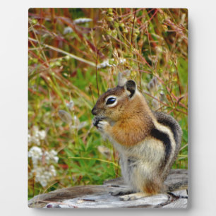 Plaque Photo Chubby mignon chipmunk sur la souche de bois