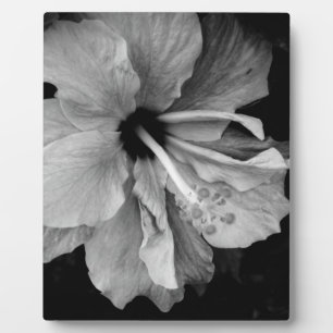Plaque Photo Circulaire Hibiscus