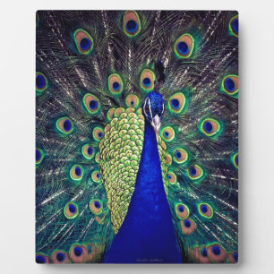 Plaque Photo Cobalt Blue Peacock