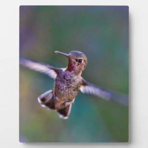 Plaque Photo Colibri