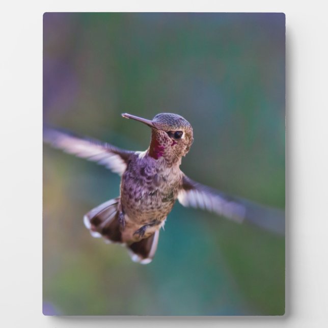 Plaque Photo Colibri (Devant)