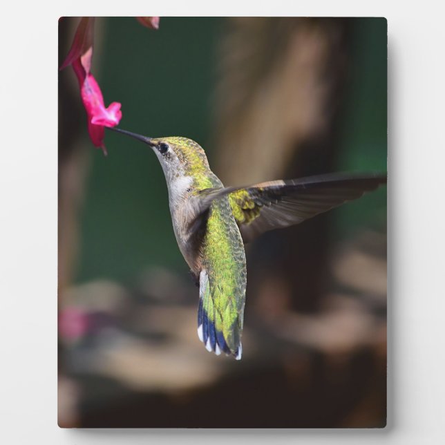 Plaque Photo Colibri et Fleur de Salvia (Devant)