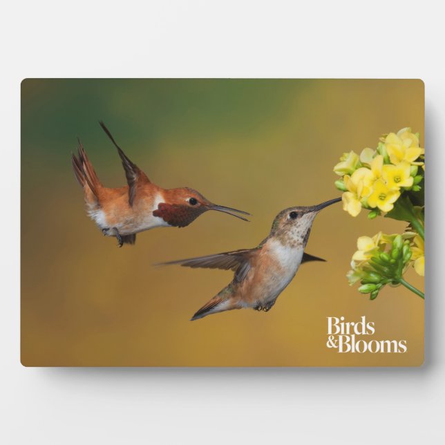 Plaque Photo Colibri roux flottant (Devant)