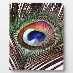 Plaque Photo Colorful Copper Peacock Feather