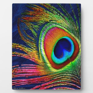 Plaque Photo Colorful Peacock Feather
