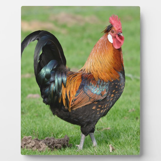 Plaque Photo Coq rouge et noir (Devant)