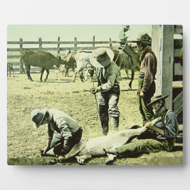 Plaque Photo Cowboys américains faisant la marque d'un veau, ve (Devant)