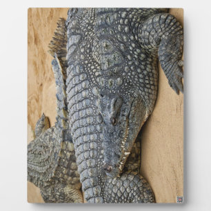 Plaque Photo Crocodiles