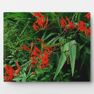 Plaque Photo Crocosmia Rouge Design Floral