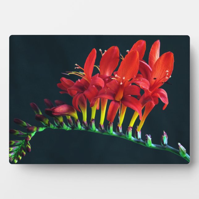 Plaque Photo Crocosomie Lucifer Montbretia Floral (Devant)