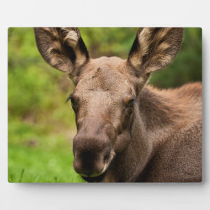 Plaque Photo Curieux orignal