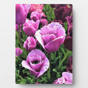 Plaque Photo Curly Sue Purple Tulips, Oregon
