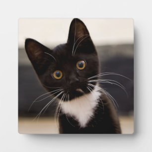 Plaque Photo Cute Black And White Tuxedo Kitten