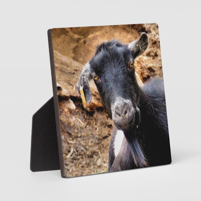 PLAQUE PHOTO CUTE GOAT (Recto)