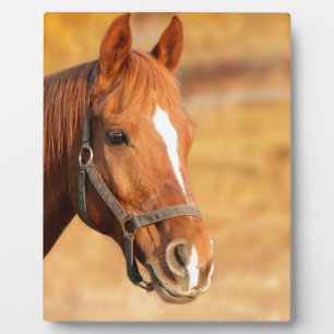 PLAQUE PHOTO CUTE HORSE