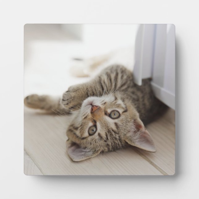 Plaque Photo Cute Little Kitten (Devant)