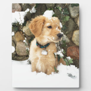 Plaque Photo Cute Puppy