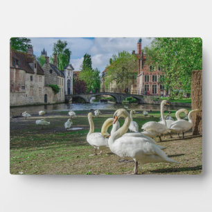 Plaque Photo Cygnes blancs dans le centre de Bruges