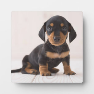 Plaque Photo Dachshund Miniature assis