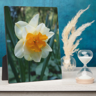 Plaque Photo Daffodique