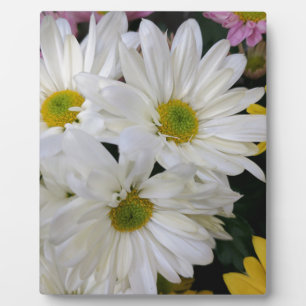 Plaque Photo Daisy