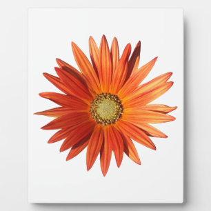 Plaque Photo Daisy africain