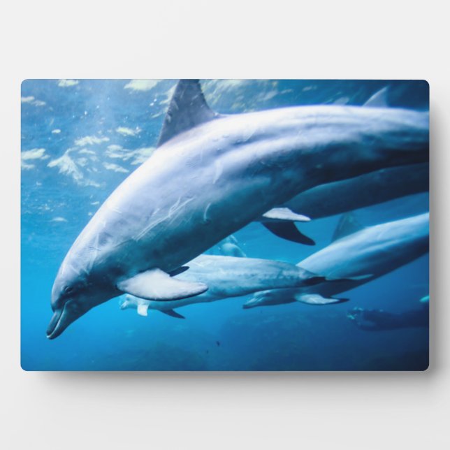 Plaque Photo Dauphins sous-marins (Devant)