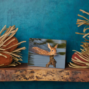 Plaque Photo Deer Fawn   Minnesota