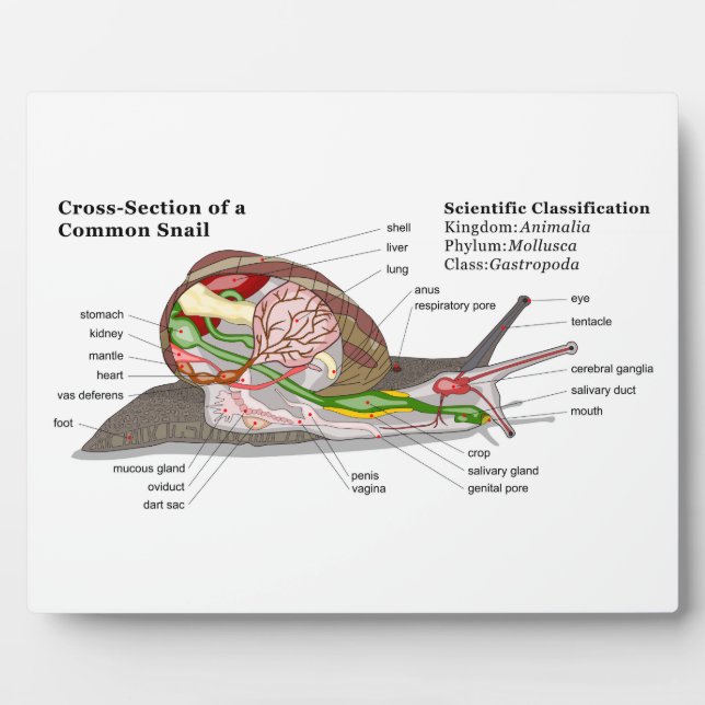Plaque Photo Diagramme d'un escargot de jardin commun (Helix as (Devant)