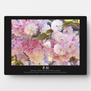 Plaque Photo Double Cherry Blossom: Sato-zakura
