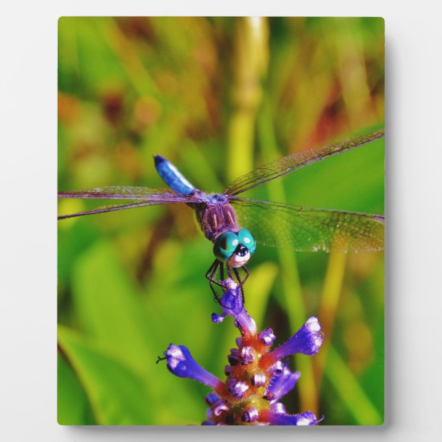 Plaque Photo Dragonfly (Devant)