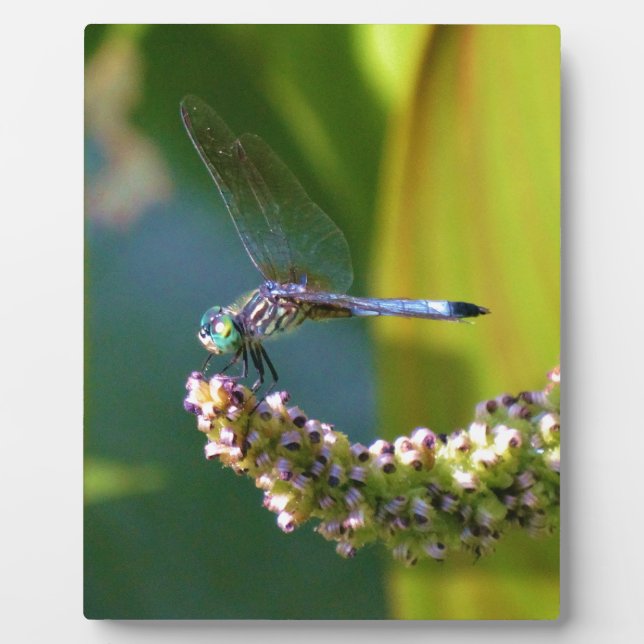 Plaque Photo Dragonfly aux yeux turquoises (Devant)