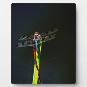 Plaque Photo Dragonfly bleu et noir sur gazon vert et rouge