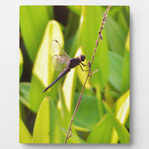Plaque Photo Dragonfly Blue et noir sur l'herbe.
