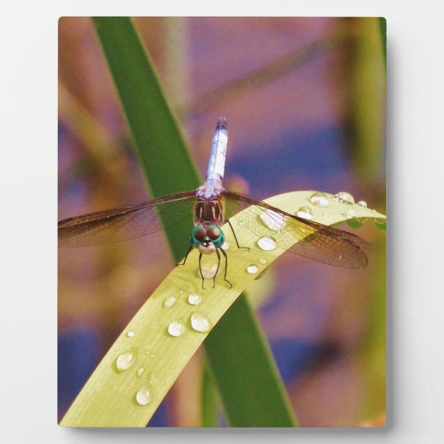 Plaque Photo Dragonfly sur la feuille de pluie (Devant)