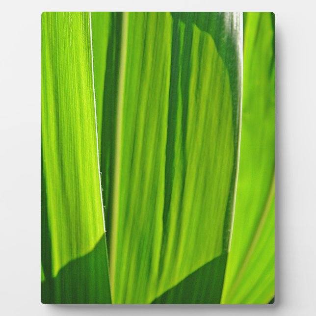 Plaque Photo Drei grüne Maisblätter (Devant)
