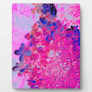 Plaque Photo Elégant Fuchsia et bleu foncé Limelight Hydrangea